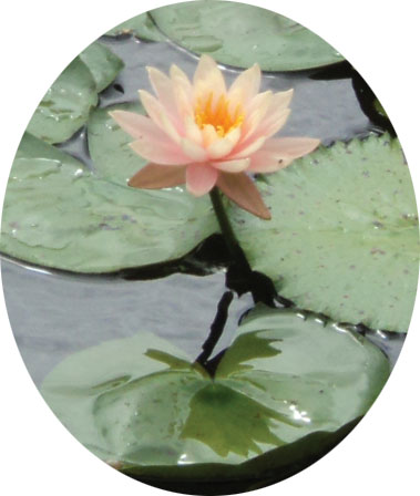 lotus